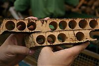 Trek.Today search results: Quercus suber, Cork oak, Spain