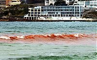 Trek.Today search results: Red algae beach, Sydney, Australia