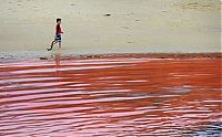 Trek.Today search results: Red algae beach, Sydney, Australia