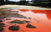 Trek.Today search results: Red algae beach, Sydney, Australia