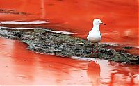 Red algae beach, Sydney, Australia