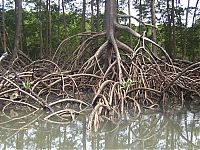 World & Travel: Amazon rainforest jungle, South America