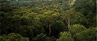 World & Travel: Amazon rainforest jungle, South America