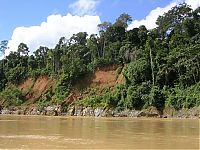 Trek.Today search results: Amazon rainforest jungle, South America