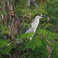 Trek.Today search results: Amazon rainforest jungle, South America