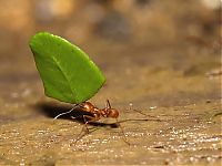 World & Travel: Amazon rainforest jungle, South America