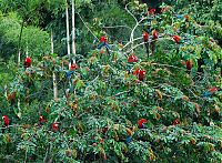 World & Travel: Amazon rainforest jungle, South America