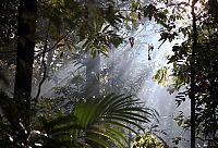 Trek.Today search results: Amazon rainforest jungle, South America