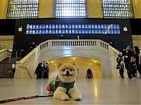 Trek.Today search results: Grand Central Terminal Station 100th anniversary, New York City, United States