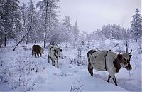 World & Travel: Oymyakon, Indigirka River, Sakha Republic, Russia