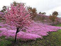 Trek.Today search results: Moss Pink Cherry blossoms, Takinocho Shibazakura Park, Japan