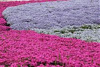 World & Travel: Moss Pink Cherry blossoms, Takinocho Shibazakura Park, Japan