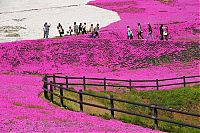 Trek.Today search results: Moss Pink Cherry blossoms, Takinocho Shibazakura Park, Japan