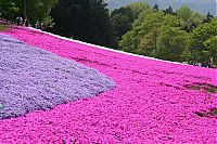 Trek.Today search results: Moss Pink Cherry blossoms, Takinocho Shibazakura Park, Japan