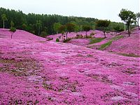 Trek.Today search results: Moss Pink Cherry blossoms, Takinocho Shibazakura Park, Japan