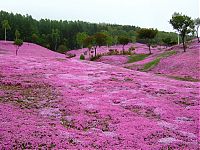 World & Travel: Moss Pink Cherry blossoms, Takinocho Shibazakura Park, Japan