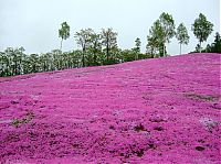 World & Travel: Moss Pink Cherry blossoms, Takinocho Shibazakura Park, Japan