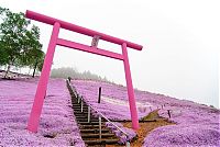 World & Travel: Moss Pink Cherry blossoms, Takinocho Shibazakura Park, Japan
