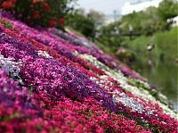 World & Travel: Moss Pink Cherry blossoms, Takinocho Shibazakura Park, Japan