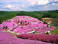 Trek.Today search results: Moss Pink Cherry blossoms, Takinocho Shibazakura Park, Japan