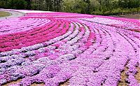 Trek.Today search results: Moss Pink Cherry blossoms, Takinocho Shibazakura Park, Japan