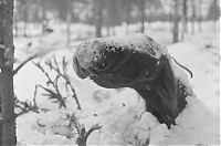 World & Travel: History: World War II photography, Finnish Defense Forces, Finland