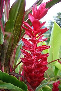 Trek.Today search results: Amazon rainforest jungle, South America