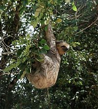 Trek.Today search results: Amazon rainforest jungle, South America