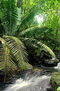 World & Travel: Amazon rainforest jungle, South America