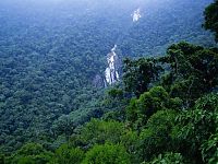 Trek.Today search results: Amazon rainforest jungle, South America