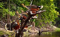 Trek.Today search results: Amazon rainforest jungle, South America