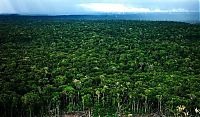 Trek.Today search results: Amazon rainforest jungle, South America