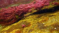 World & Travel: Caño Cristales, The River of Five Colors, Serrania de la Macarena, Meta, Colombia