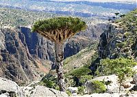 Trek.Today search results: Socotra archipelago, Republic of Yemen, Indian Ocean