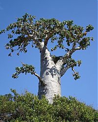 Trek.Today search results: Socotra archipelago, Republic of Yemen, Indian Ocean