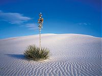 World & Travel: Socotra archipelago, Republic of Yemen, Indian Ocean