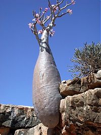 World & Travel: Socotra archipelago, Republic of Yemen, Indian Ocean