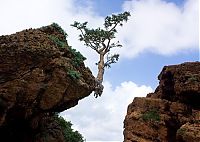 Trek.Today search results: Socotra archipelago, Republic of Yemen, Indian Ocean