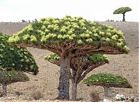 World & Travel: Socotra archipelago, Republic of Yemen, Indian Ocean