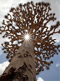 Trek.Today search results: Socotra archipelago, Republic of Yemen, Indian Ocean