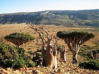 Trek.Today search results: Socotra archipelago, Republic of Yemen, Indian Ocean