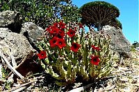 Trek.Today search results: Socotra archipelago, Republic of Yemen, Indian Ocean