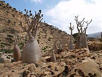 Socotra archipelago, Republic of Yemen, Indian Ocean