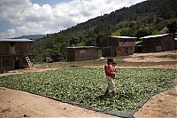 Trek.Today search results: Coca plant farmers, Peruvian mountains, Peru