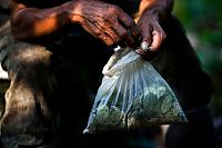 World & Travel: Coca plant farmers, Peruvian mountains, Peru