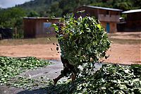 Trek.Today search results: Coca plant farmers, Peruvian mountains, Peru