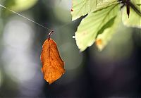 Trek.Today search results: autumn world