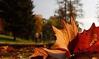 Trek.Today search results: autumn world