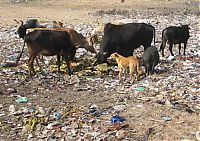 Trek.Today search results: Pollution of the Ganges, Ganges river, India