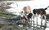 Trek.Today search results: Pollution of the Ganges, Ganges river, India